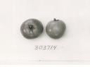 Click for 1 image(s) for this accession. FRUIT